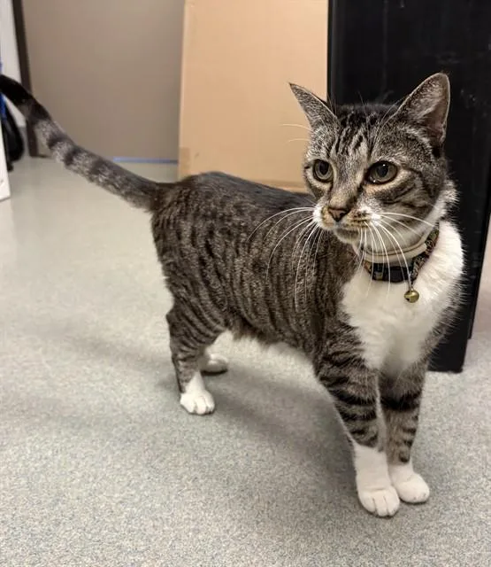 An adult small-sized female Domestic Short Hair cat named Bunny for adoption in Ontario, CA