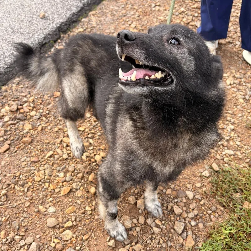 An adult medium-sized male Pomeranian dog named Oreo for adoption in Pensacola, FL