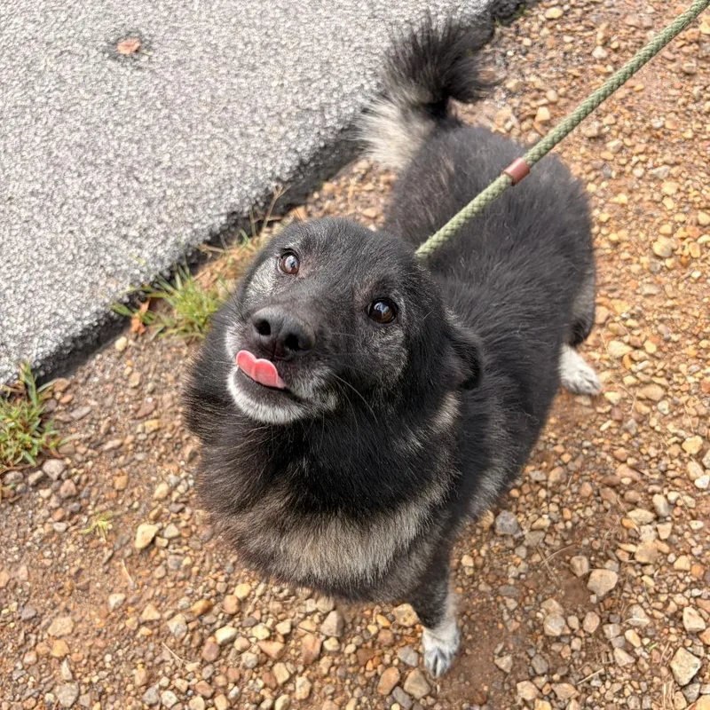 Oreo thumbnail 4