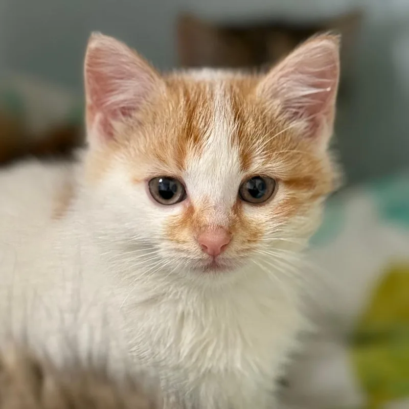 An adult large-sized female Domestic Short Hair cat named Vesta for adoption in Cumming, GA