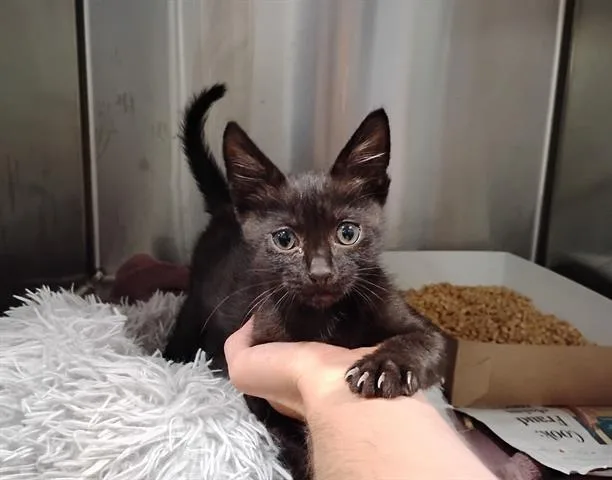 A baby small-sized male Domestic Short Hair cat named Batman for adoption in San Martin, CA