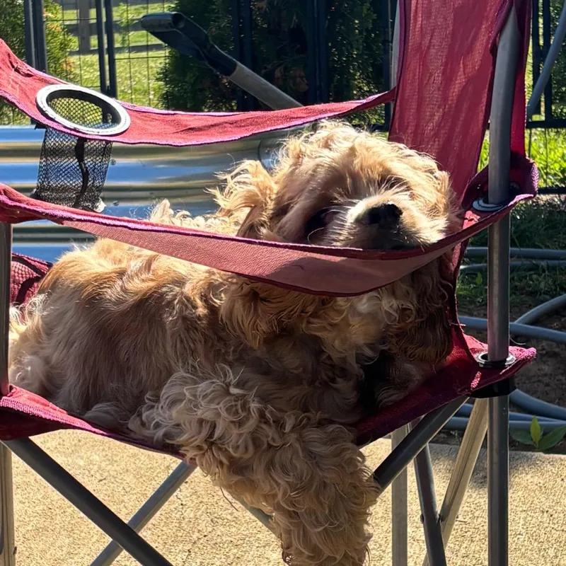 A young small-sized male Yellow / Tan / Blond / Fawn Cocker Spaniel dog named Hunter for adoption in Duck River, TN