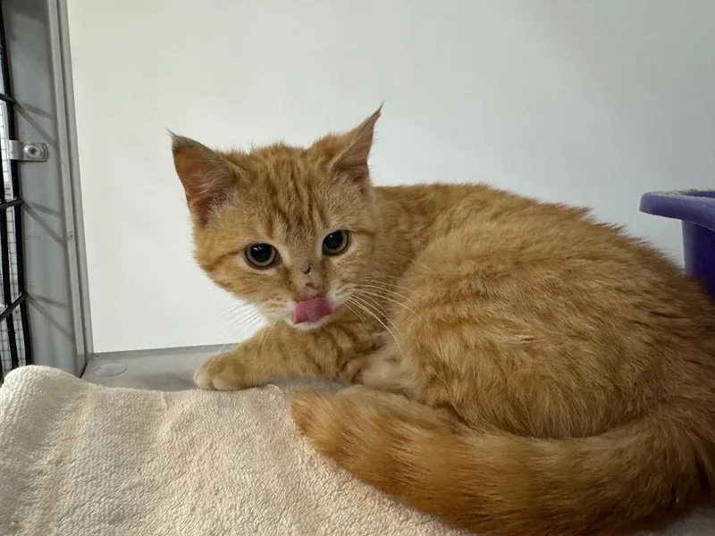 Corn Cob thumbnail 2