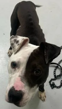 An adult medium-sized male Mixed Breed dog named Zeus for adoption in Savannah, GA
