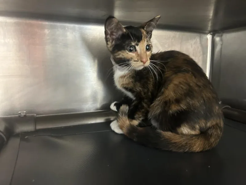 A baby small-sized female Domestic Short Hair cat named Reny for adoption in Houston, TX