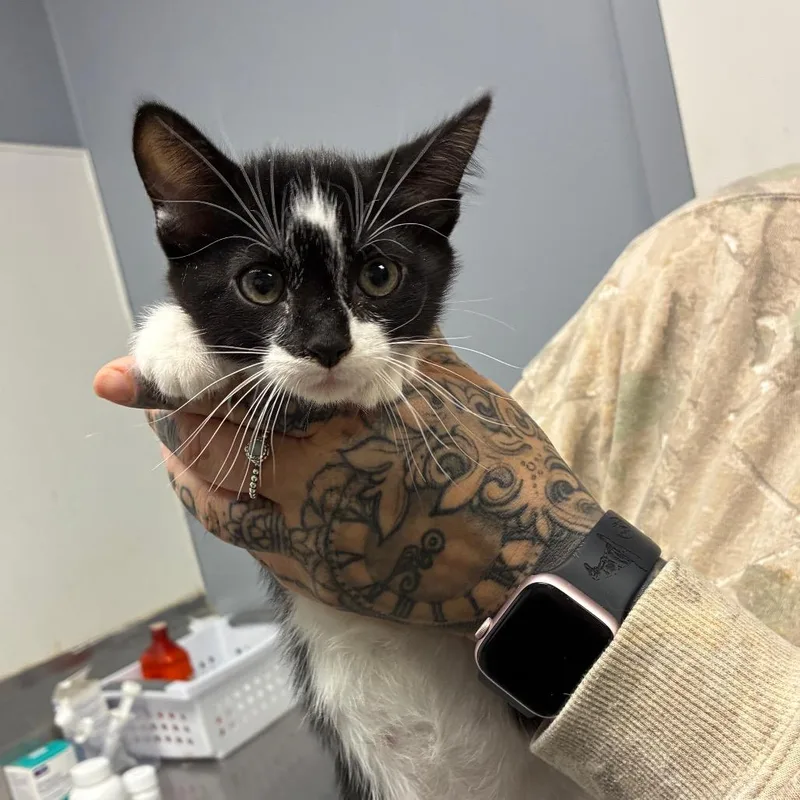 A baby small-sized female Black Domestic Short Hair cat named Clawdia for adoption in Birmingham, AL