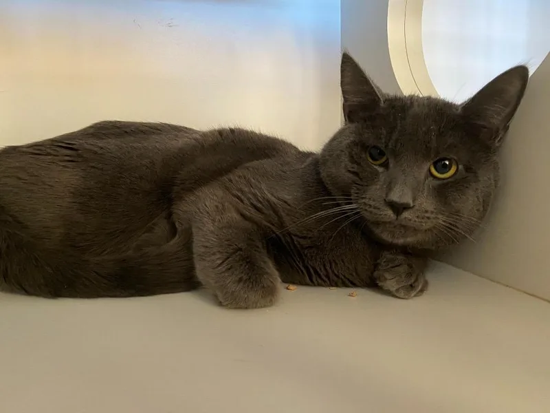 An adult small-sized male Domestic Short Hair cat named Asher for adoption in Hyde Park, NY