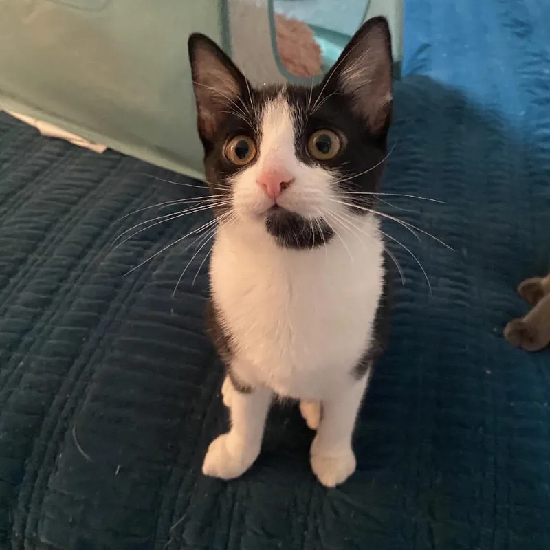 A baby small-sized female Black Domestic Short Hair cat named Nimbus for adoption in Mount Laurel, NJ