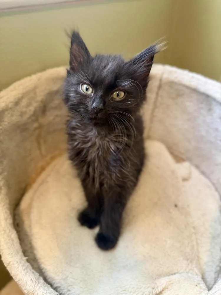 A baby small-sized male Domestic Medium Hair cat named Blake for adoption in Chicago, IL