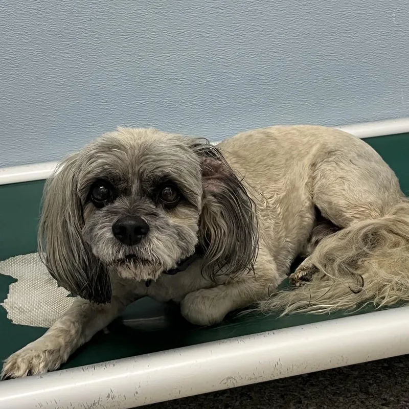 A senior small-sized male Gray / Blue / Silver Shih Tzu dog named Brady for adoption in Detroit Lakes, MN