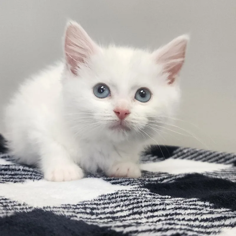 A baby small-sized female White Domestic Short Hair cat named Canvas for adoption in Toledo, OH