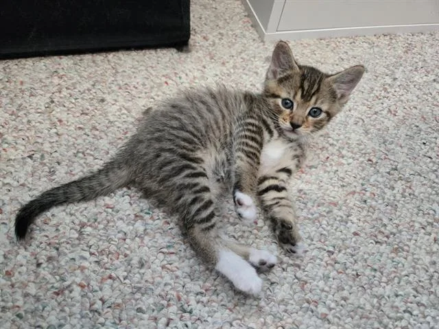 A baby small-sized male Domestic Short Hair cat named Arson for adoption in Kent, WA
