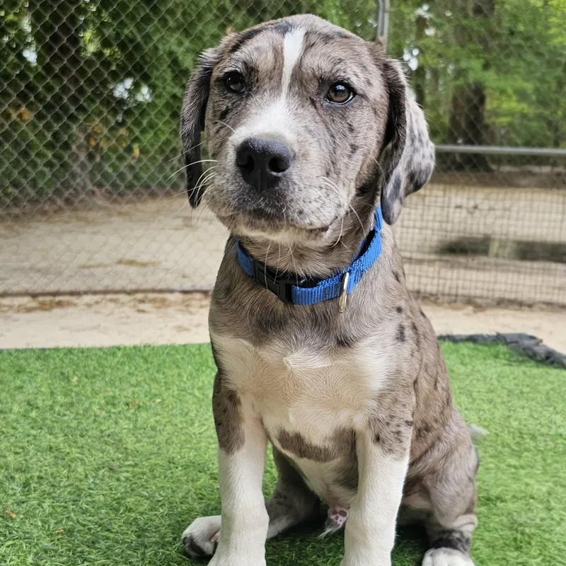 A baby large-sized male Gray / Blue / Silver Mixed Breed dog named Gizmo for adoption in BONIFAY, FL