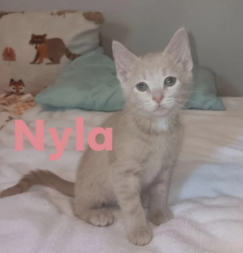 A baby medium-sized female Tabby (Buff / Tan / Fawn) Domestic Short Hair cat named Nyla for adoption in Cincinnati, OH
