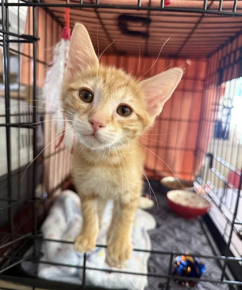 A baby small-sized male Domestic Short Hair cat named Sunkist for adoption in Lemoore, CA