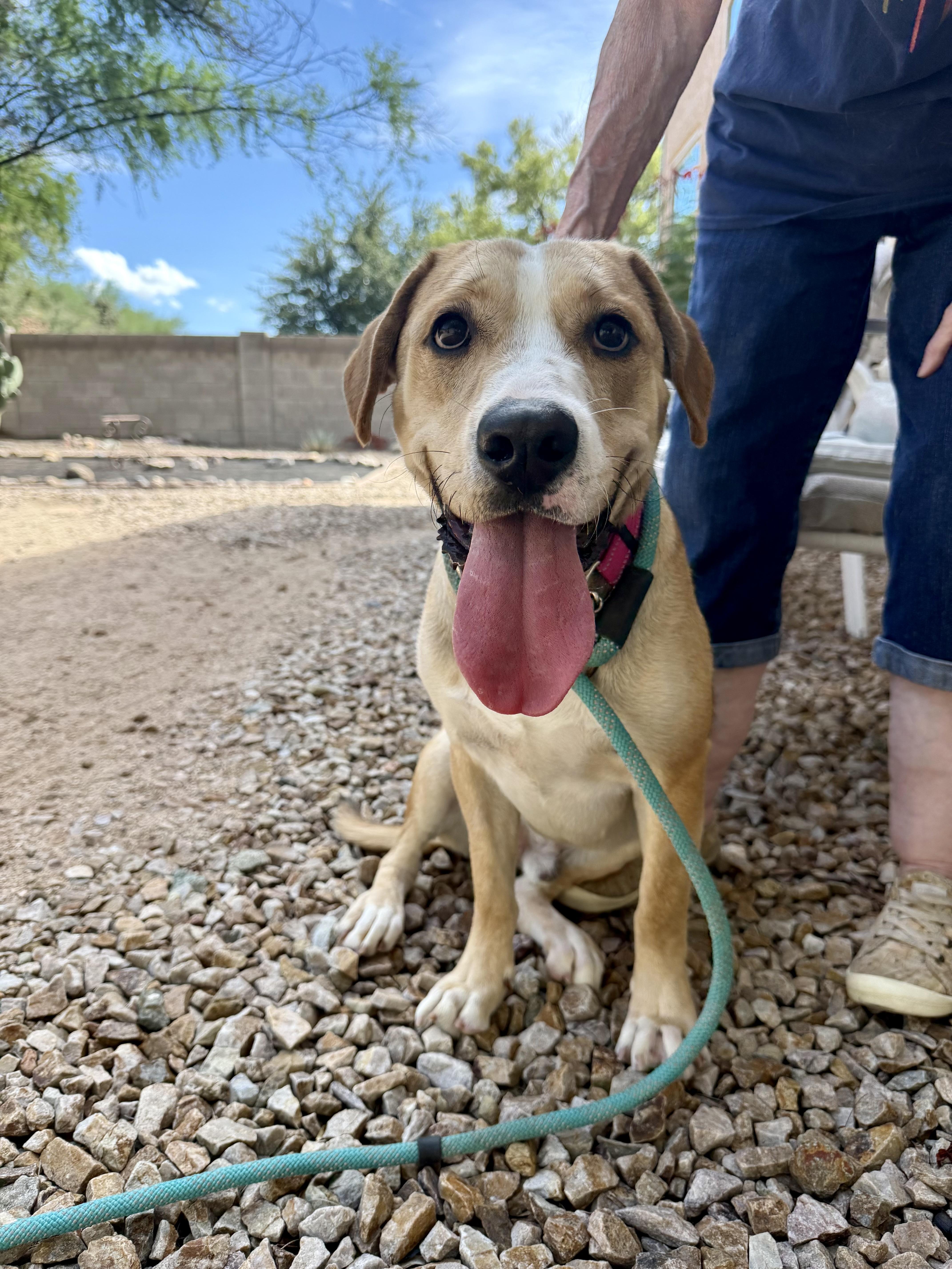 An adult large-sized male Basset Hound dog named Tucker aka Pee Wee for adoption in Tucson, AZ