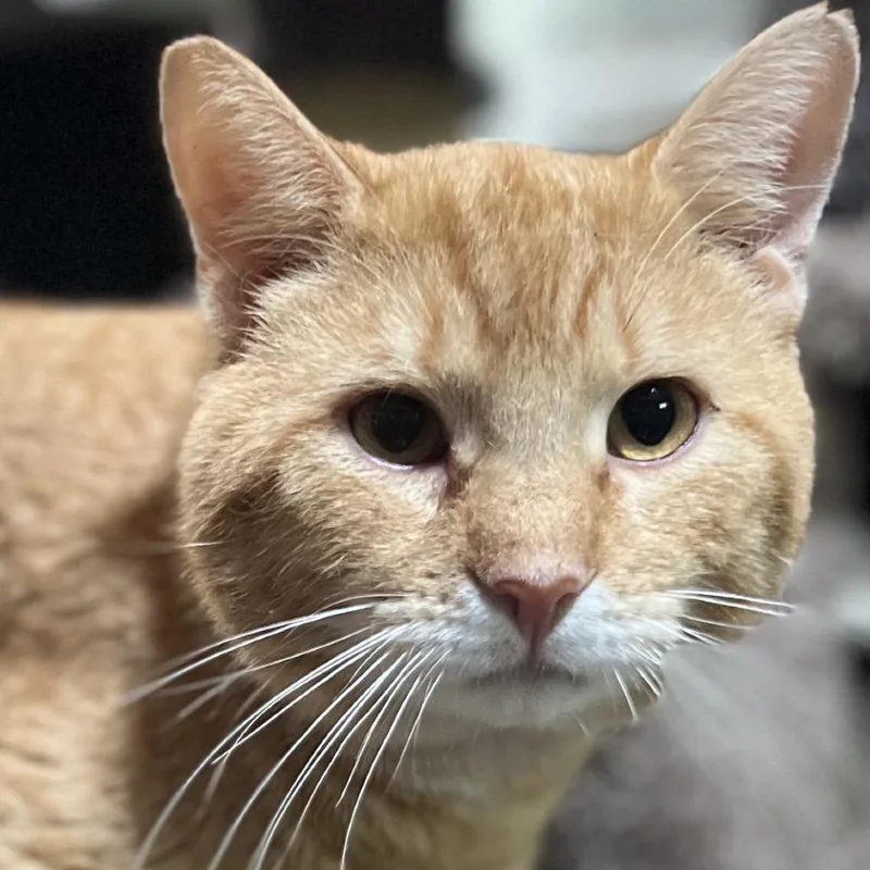 An adult extra large-sized male Orange / Red Domestic Short Hair cat named Big Mac for adoption in Folsom, LA