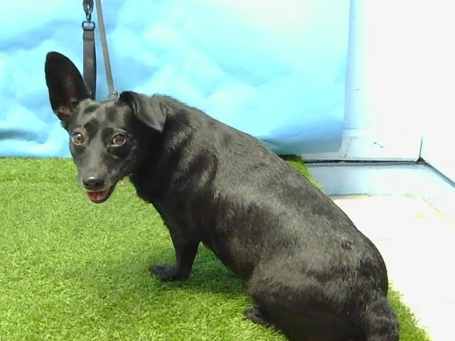 An adult medium-sized female Chihuahua dog named Mommas for adoption in Baldwin Park, CA