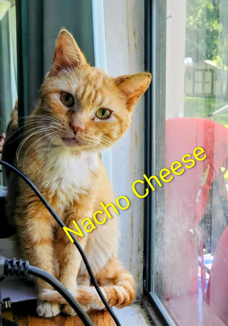 An adult large-sized male Orange & White Tabby cat named Nacho for adoption in Okemah, OK
