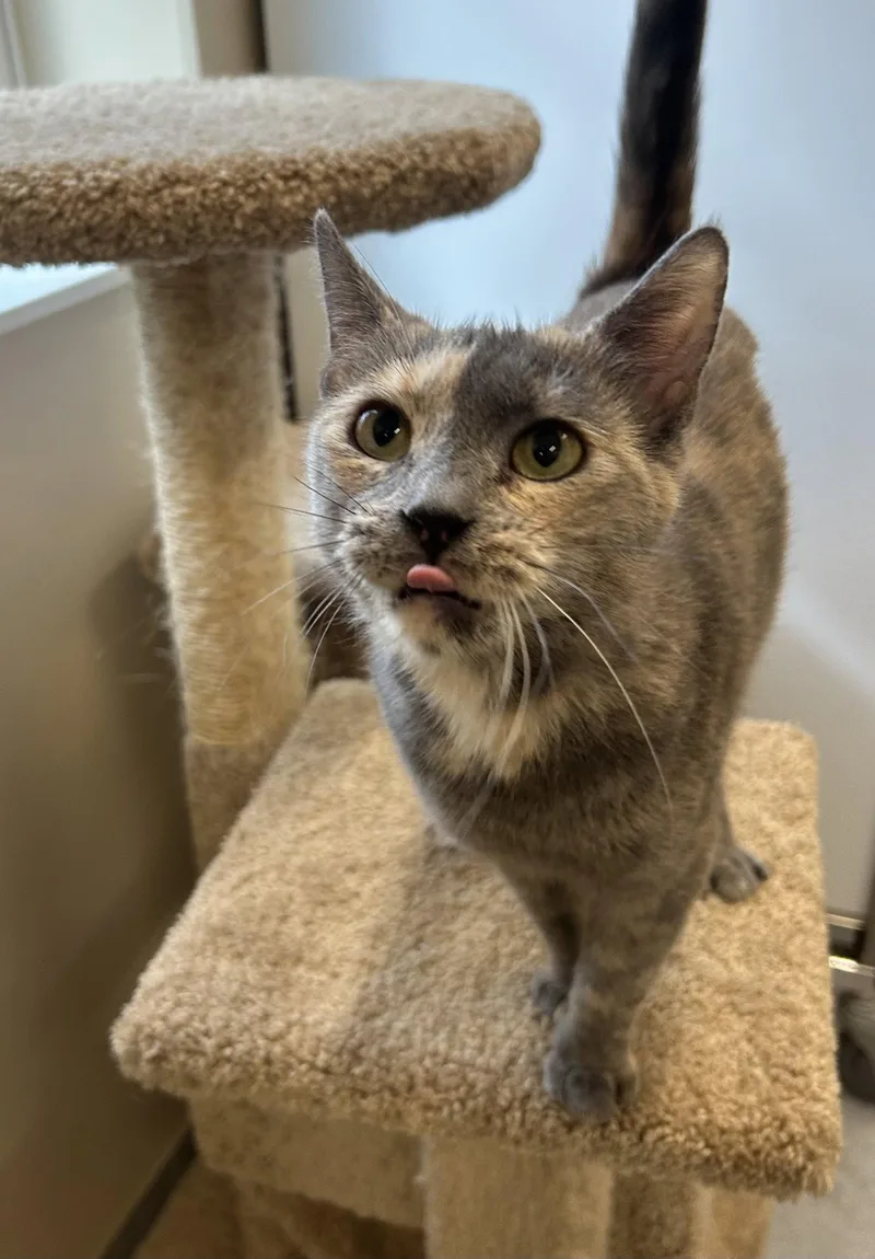 An adult large-sized female Domestic Short Hair cat named Patch for adoption in Arlington, VT