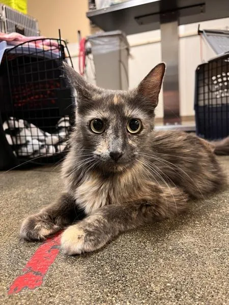 An adult medium-sized female Domestic Short Hair cat named Poet for adoption in Oceanside, CA