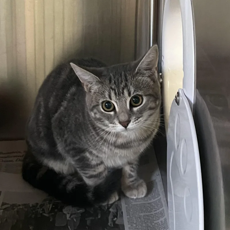A baby medium-sized female Gray / Blue / Silver American Shorthair cat named Sony for adoption in North Kingstown, RI