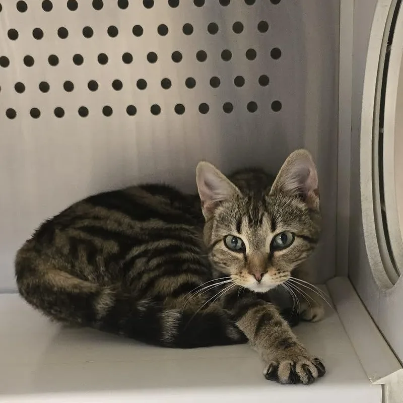 A baby medium-sized male Tabby (Brown / Chocolate) Domestic Short Hair cat named Gill for adoption in Orange, VA