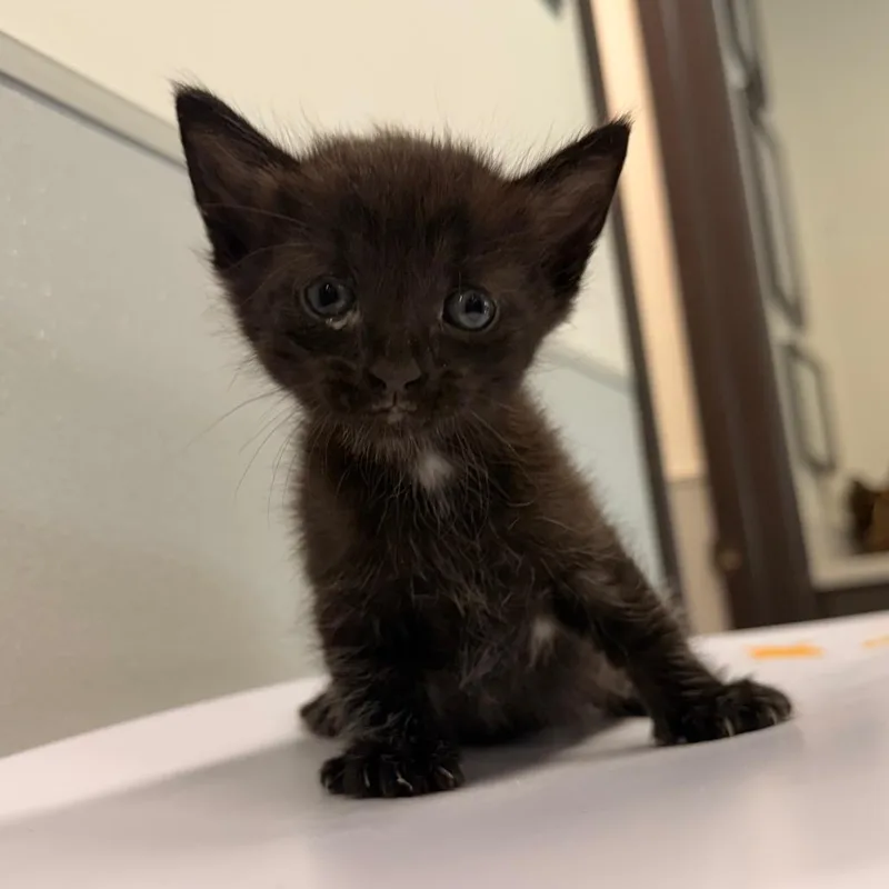 A baby small-sized male Black Domestic Short Hair cat named Ace for adoption in Tampa, FL