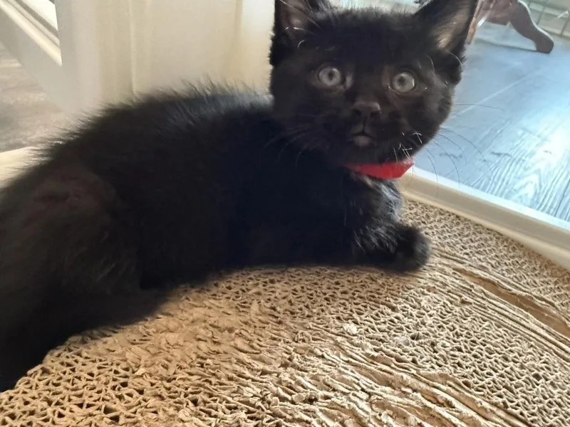 A baby medium-sized male Black Domestic Short Hair cat named Warrick for adoption in Clinton Township, MI