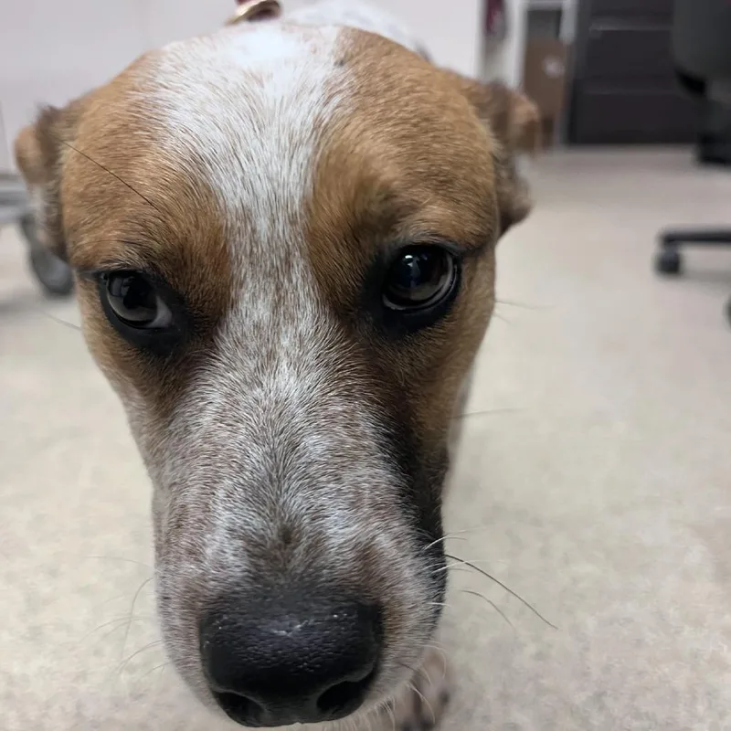 Daffodil thumbnail 2