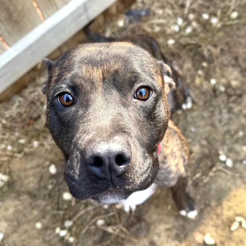 Hazelnut Biscotti thumbnail 2