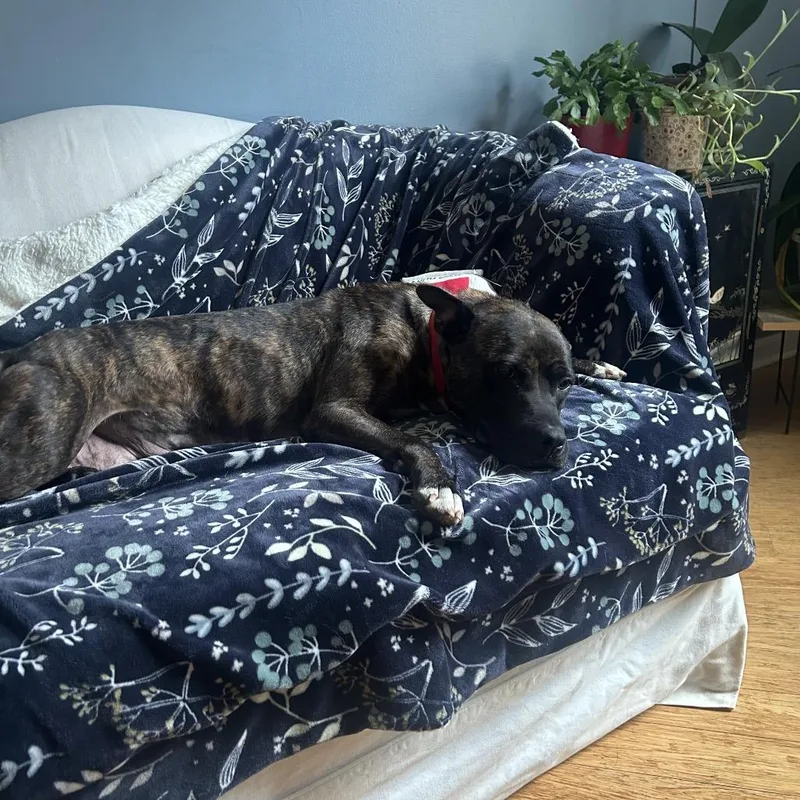 Hazelnut Biscotti thumbnail 4