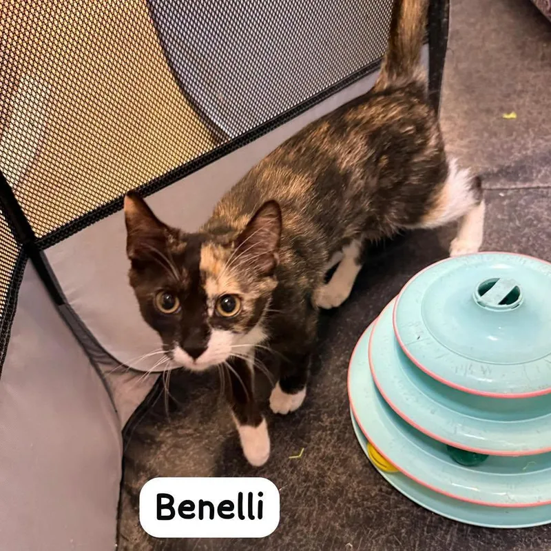 Benelli thumbnail 2