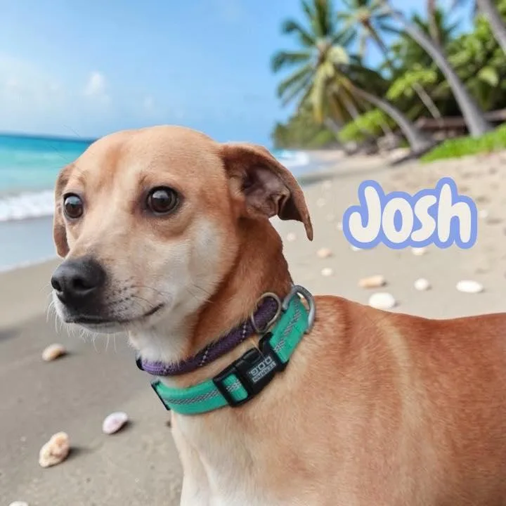 Josh thumbnail 3