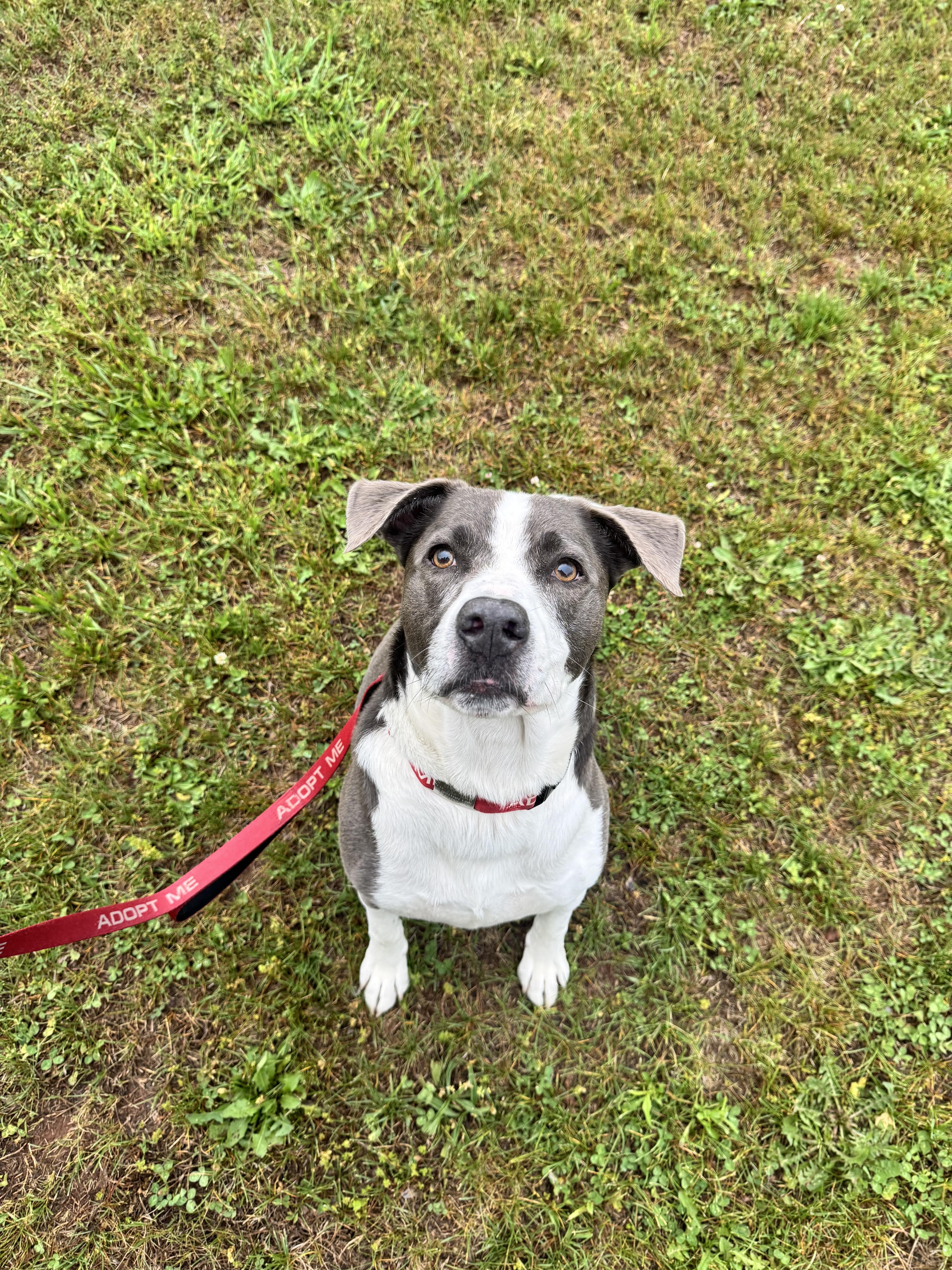 An adult large-sized male Gray / Blue / Silver Labrador Retriever dog named Warder for adoption in Dillsburg, PA