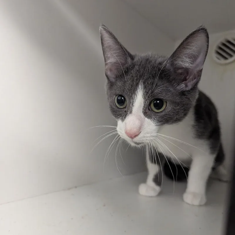 A baby small-sized male Gray / Blue / Silver Domestic Short Hair cat named Clyde for adoption in Jeffersonville, IN