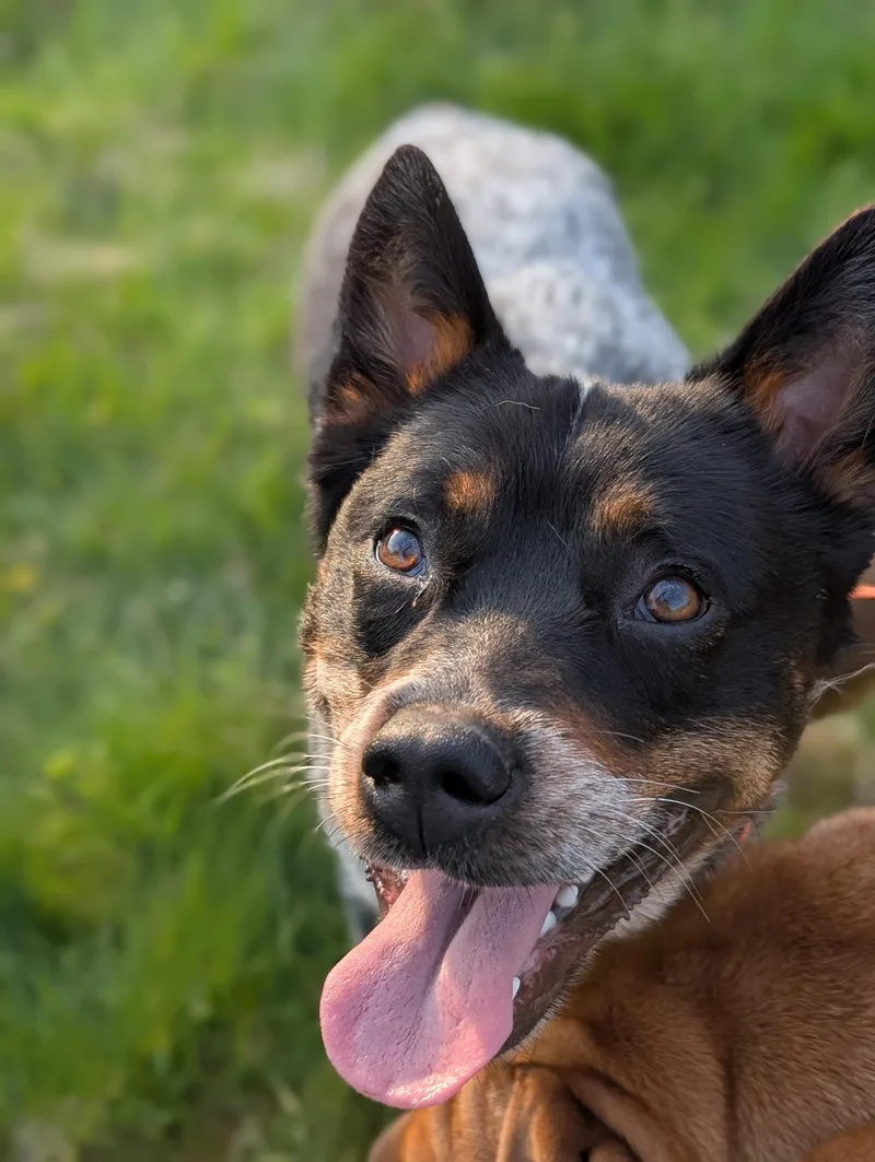 A young medium-sized female Bicolor Australian Cattle Dog / Blue Heeler dog named Rhubarb for adoption in Mansfield Center, CT
