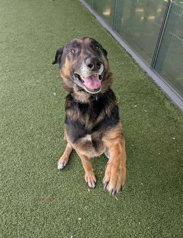 An adult large-sized male German Shepherd Dog dog named Alex for adoption in San Martin, CA