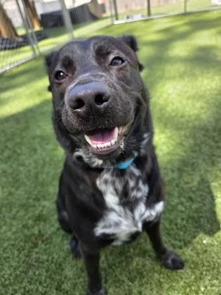 An adult large-sized female Retriever dog named Wednesday for adoption in Savannah, GA