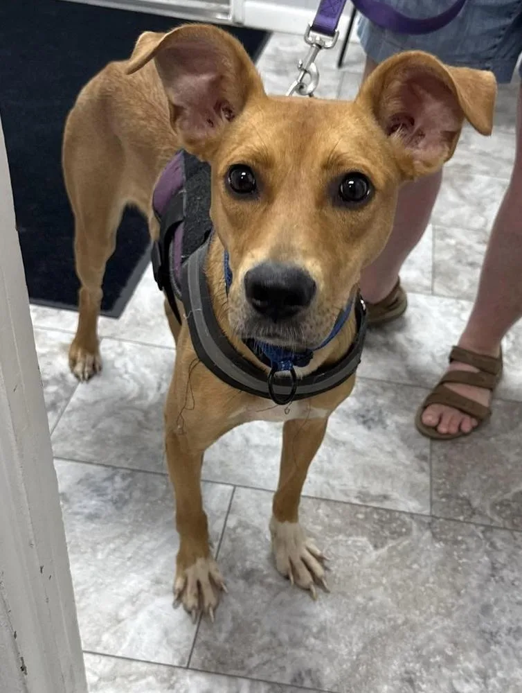 An adult medium-sized female White / Cream Mixed Breed dog named Nala for adoption in Rochester, IN