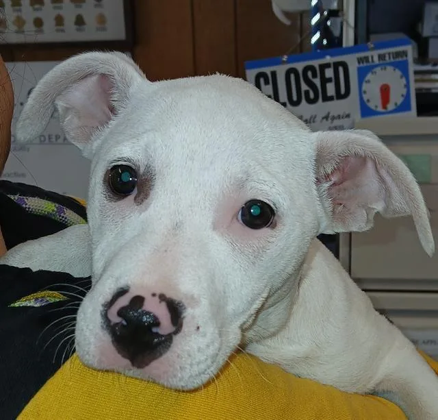 A baby small-sized female Pit Bull Terrier dog named Rolly Poly for adoption in Lodi, CA