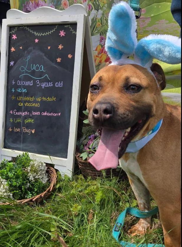 An adult medium-sized male Tricolor (Brown, Black, & White) Pit Bull Terrier dog named Luca for adoption in Clarksville, VA