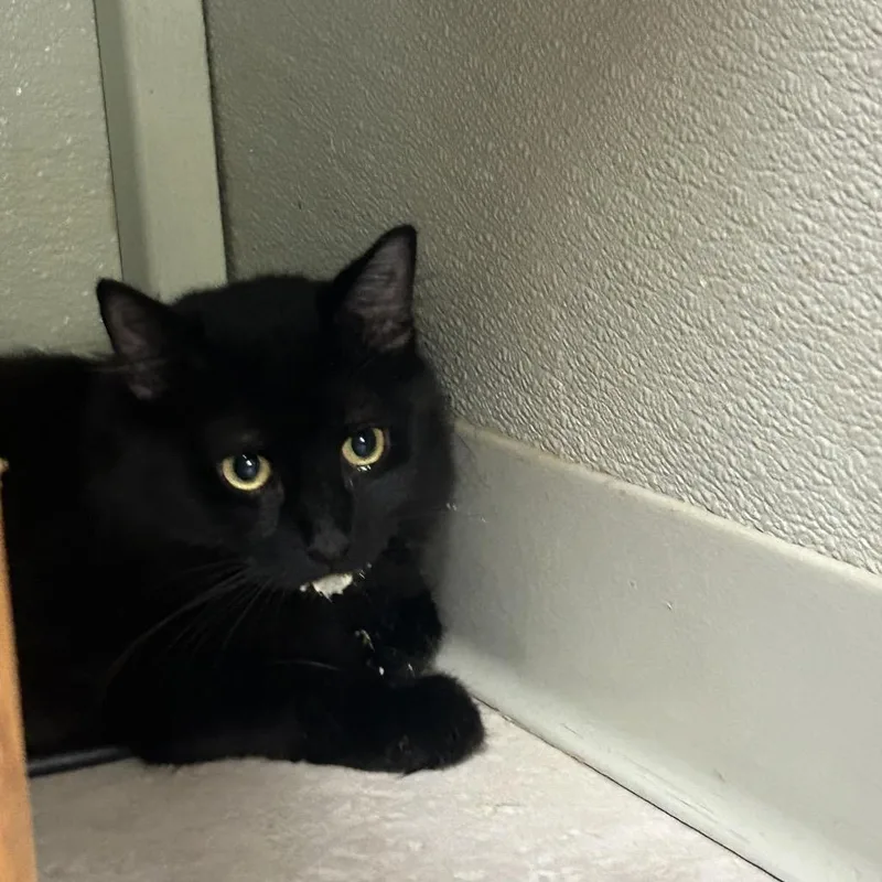 An adult large-sized male Domestic Long Hair cat named Salem for adoption in Eureka Springs, AR