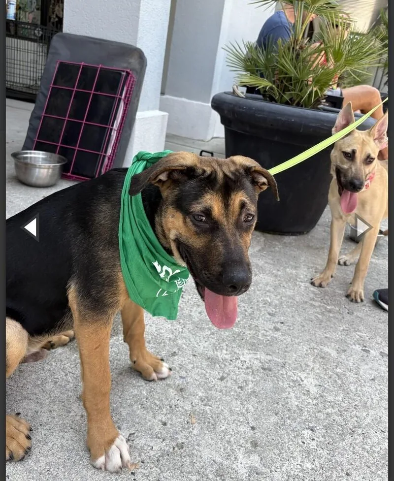 A young large-sized male Brown / Chocolate German Shepherd Dog dog named Huntley for adoption in Thompson, PA