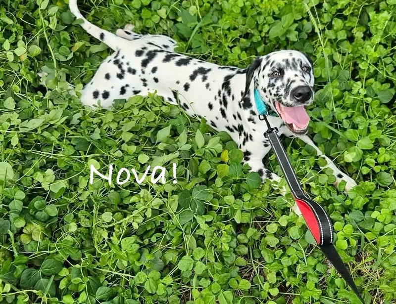 A young medium-sized female Dalmatian dog named Nova for adoption in North Miami Beach, FL