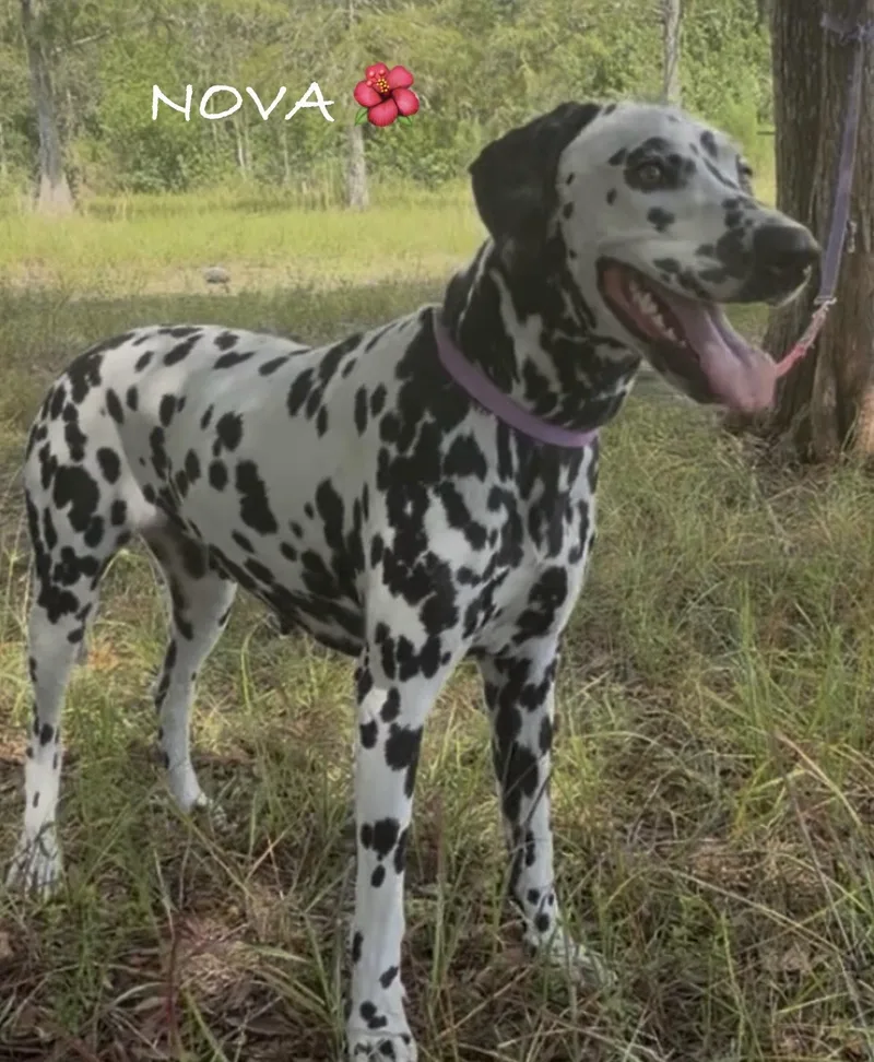 Nova thumbnail 2