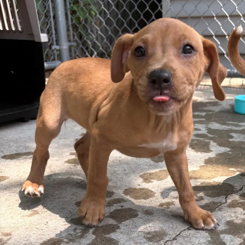 A baby small-sized female Yellow / Tan / Blond / Fawn Mixed Breed dog named Aspen for adoption in East Hanover, NJ