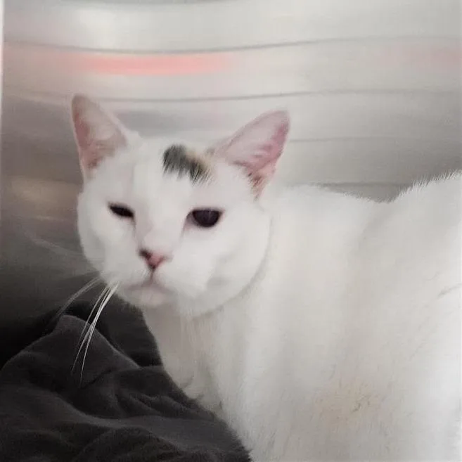 A senior large-sized female White Domestic Short Hair cat named Cinnamon for adoption in Jacksonville, FL