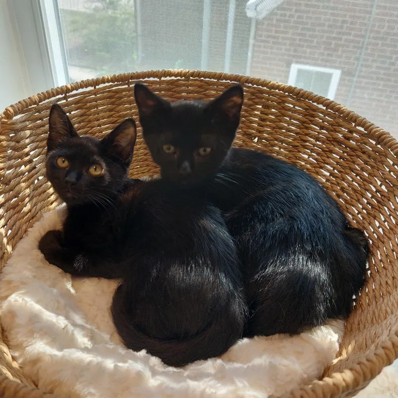 A baby small-sized female Black Domestic Short Hair cat named Sweet Melissa for adoption in Oakton, VA