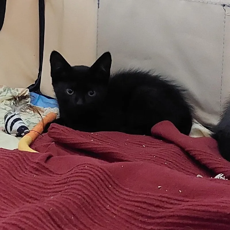 Sweet Melissa thumbnail 3